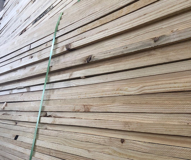 吐鲁番巴西松